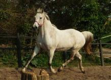 Waipiti IV (Hannoveraner)